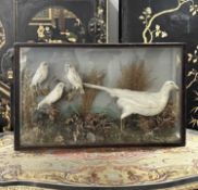 A RARE 19TH CENTURY TAXIDERMY STUDY OF AN ALBINO PHEASANT AND BLACKBIRDS