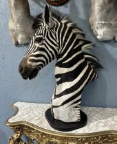 A TAXIDERMY HEAD AND SHOULDERS OF A BURCHELL'S ZEBRA BY SIMON 'THE STUFFA' WILSON