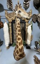 A TAXIDERMY HEAD OF A GIRAFFE BY SIMON 'THE STUFFA' WILSON