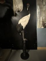 A TAXIDERMY JAPANESE CRANE ON PEDESTAL BY SIMON 'THE STUFFA' WILSON