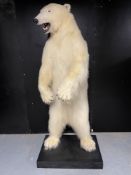 A TAXIDERMY POLAR BEAR (URSUS MARITIMUS) BY SIMON 'THE STUFFA' WILSON