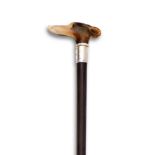 A 19TH CENTURY HORN HANDLED AND SILVER MOUNTED NOVELTY WALKING CANE WITH DOG'S HEAD