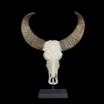 AN ASIAN WATER BUFFALO SKULL ON STAND (BUBALUS BUBALIS)