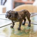 AN EARLY 20TH CENTURY AUSTRIAN COLD PAINTED BRONZE BULLDOG C. 1910