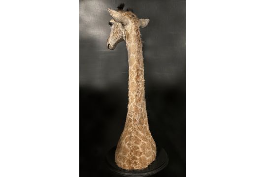 A TAXIDERMY BABY GIRAFFE HEAD BY SIMON 'THE STUFFA' WILSON - Image 4 of 4