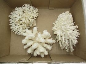 Three Corals