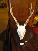 Shield Mounted Skull with Antler