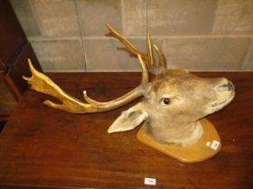Taxidermy Stag Head on a Shield Panel