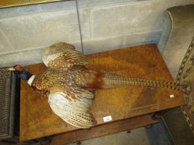 Taxidermy of a Pheasant