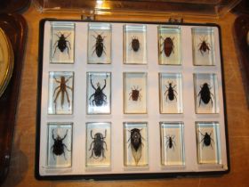 Twelve Perspex Cased Insects