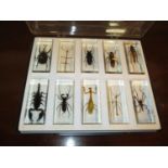 Set of 10 Perspex Cased Insects