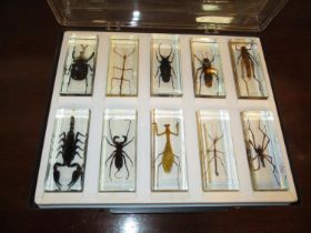 Set of 10 Perspex Cased Insects