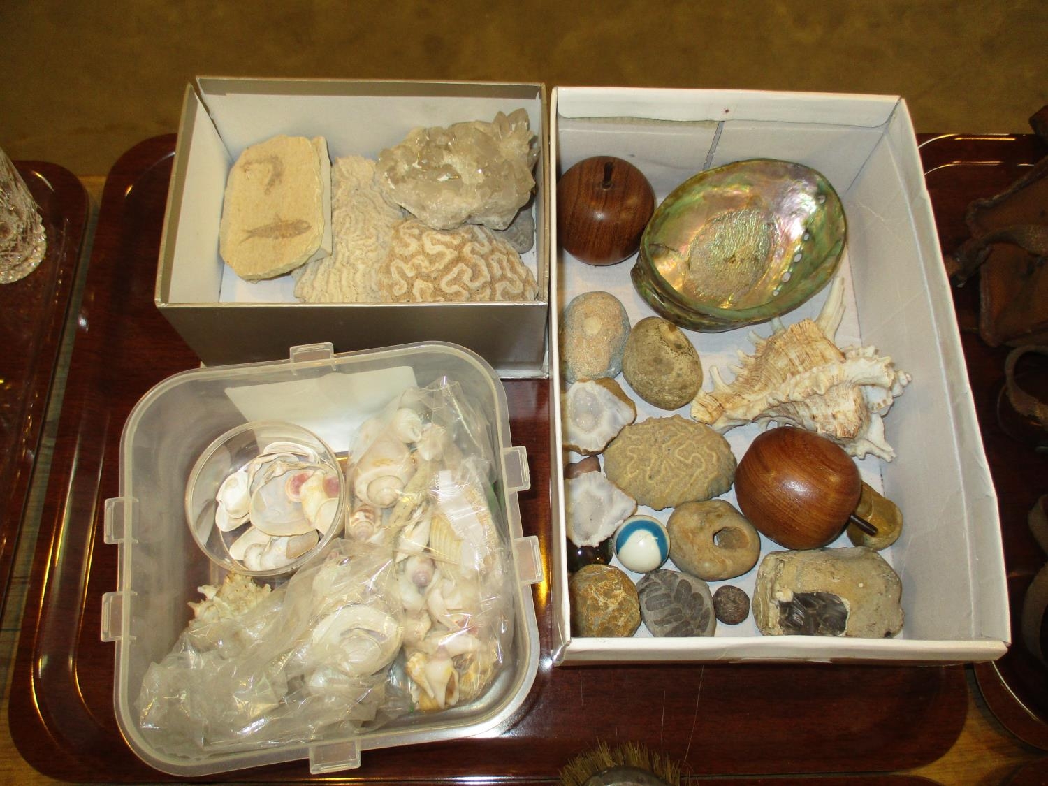 Collection of Shells etc
