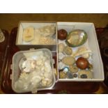 Collection of Shells etc