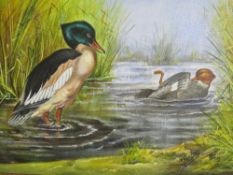 P. GOSLING - A SMALL OIL ON CANVAS DEPICTING DUCKS 20 X 30 CM