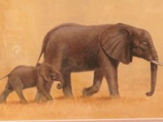 JULIE G ASKEW - A WATERCOLOUR DEPICTING AN ELEPHANT & CALF 23 x 40 cm