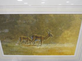 JULIE G ASKEW - A FRAMED WATERCOLOUR DEPICTING ANTELOPE 23 X 40.5 CM