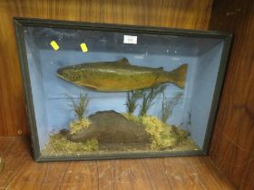 A VINTAGE CASED FISH