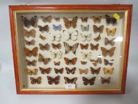 A DISPLAY CASE OF MOTHS AND BUTTERFLIES