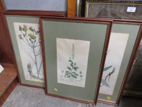 A SET OF SIX FRAMED AND GLAZED BOTANICAL ENGRAVINGS