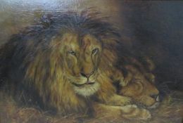P. JAQUES. Study of a lion and lioness resting in the grass, signed and dated 1910 lower right,