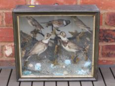 A SMALL CASED TAXIDERMY STUDY OF FIVE WOODLAND BIRDS, in naturalistic setting, W 37 cm, H 33 cm, D