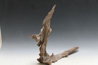 AN UNUSUAL PIECE OF DRIFT STYLE WOOD NATURALLY FORMED IN THE SHAPE OF A WIZARD, H 41 cm