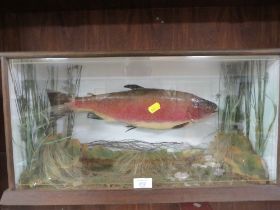 A VINTAGE CASED TAXIDERMY OF A TROUT