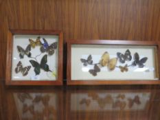THREE FRAMED AND GLAZED BUTTERFLY DISPLAYS