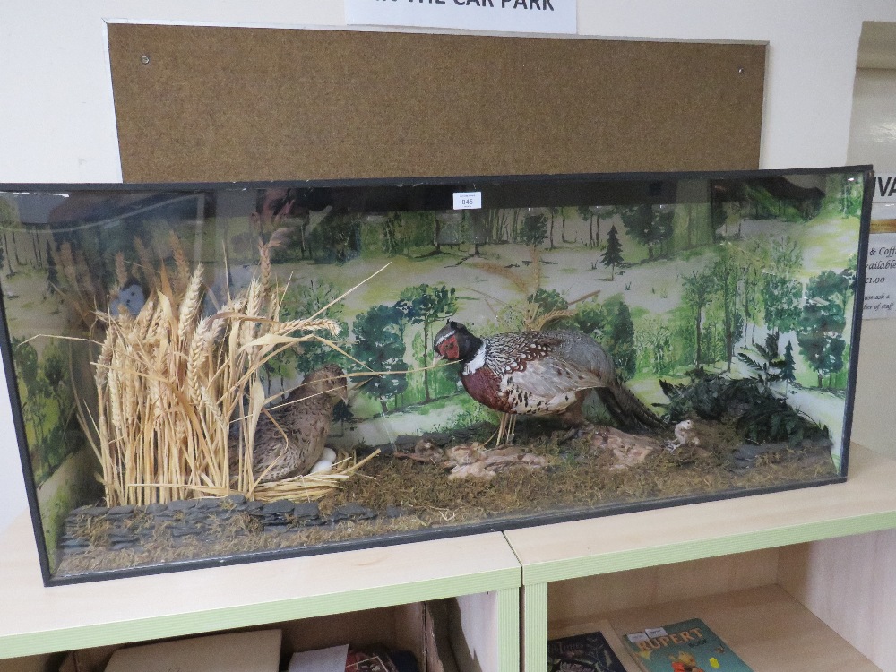 A LARGE CASED TAXIDERMY STUDY OF TWO PHEASANTS WITH CHICKS IN NATURALISTIC SETTING - CASE W 123 CM