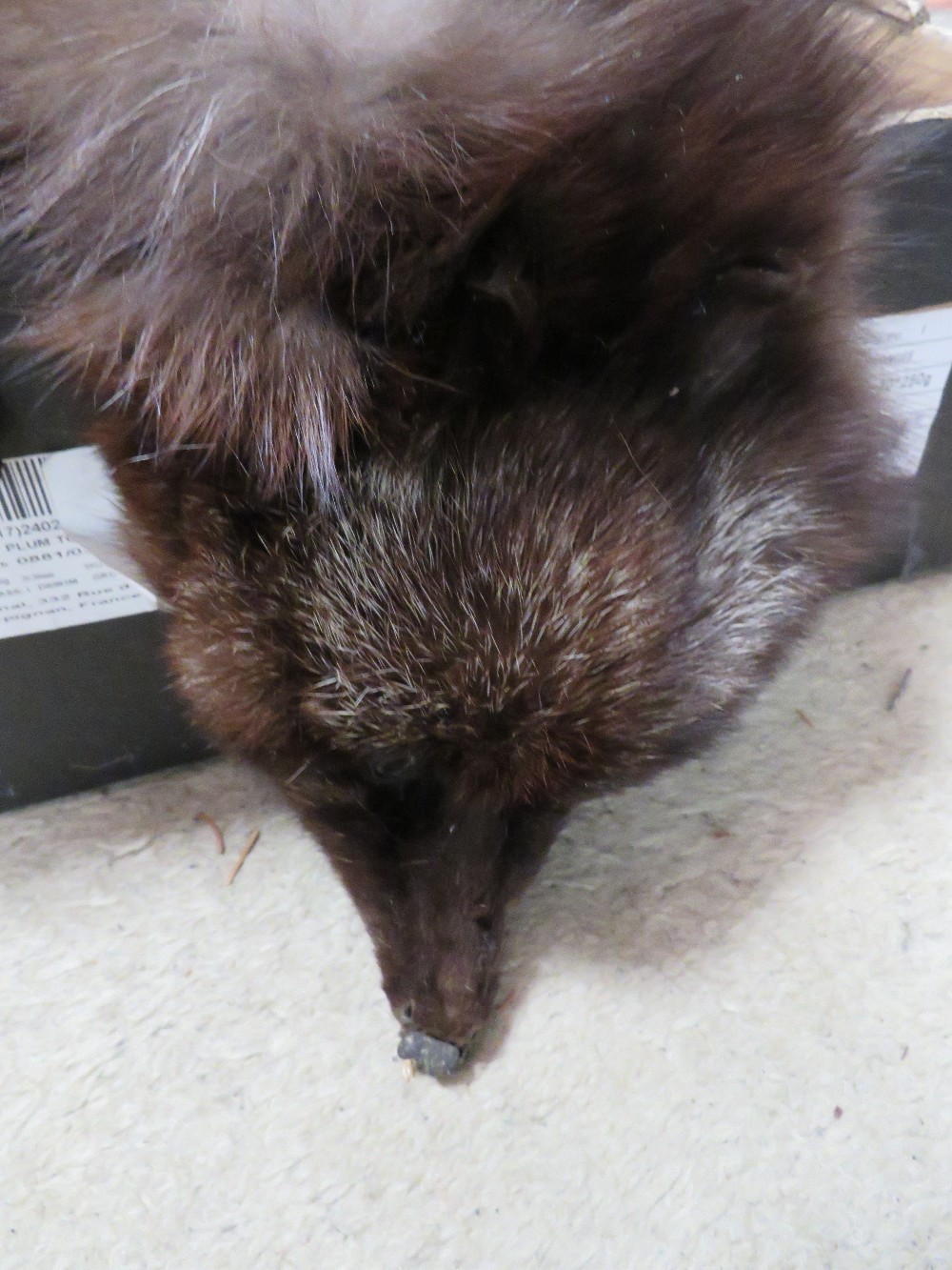 A TRAY OF VINTAGE FUR STOLES / COLLARS TO INCLUDE A FOX FUR STOLE ETC - Image 2 of 4