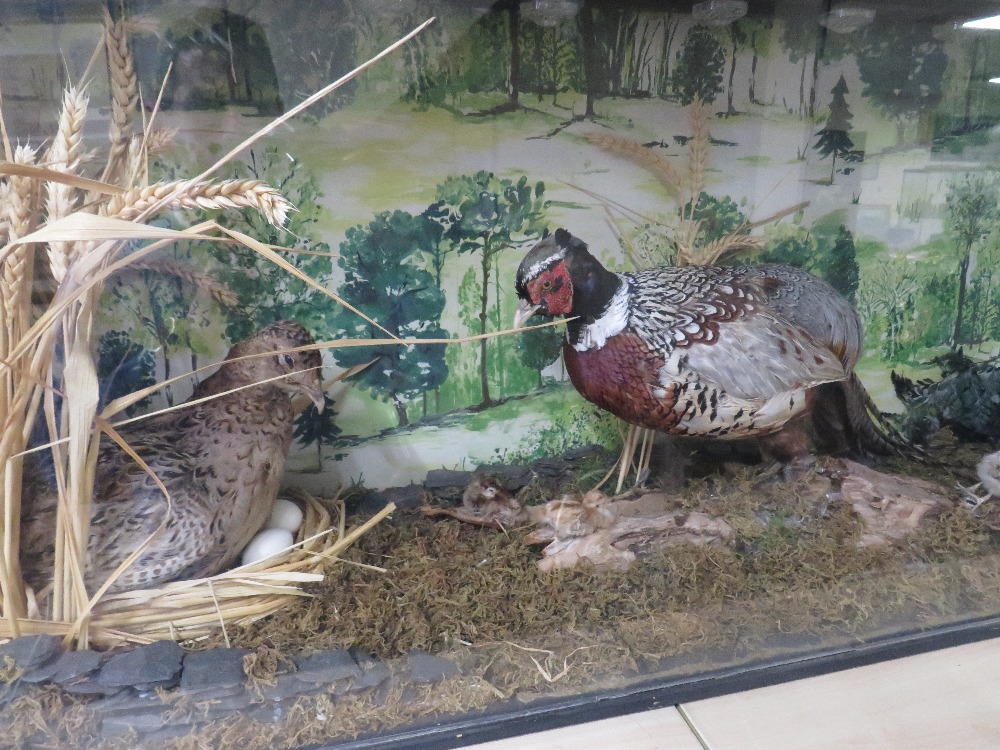 A LARGE CASED TAXIDERMY STUDY OF TWO PHEASANTS WITH CHICKS IN NATURALISTIC SETTING - CASE W 123 CM - Image 2 of 2