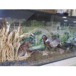 A LARGE CASED TAXIDERMY STUDY OF TWO PHEASANTS WITH CHICKS IN NATURALISTIC SETTING - CASE W 123 CM