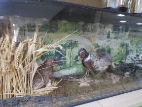 A LARGE CASED TAXIDERMY STUDY OF TWO PHEASANTS WITH CHICKS IN NATURALISTIC SETTING - CASE W 123 CM