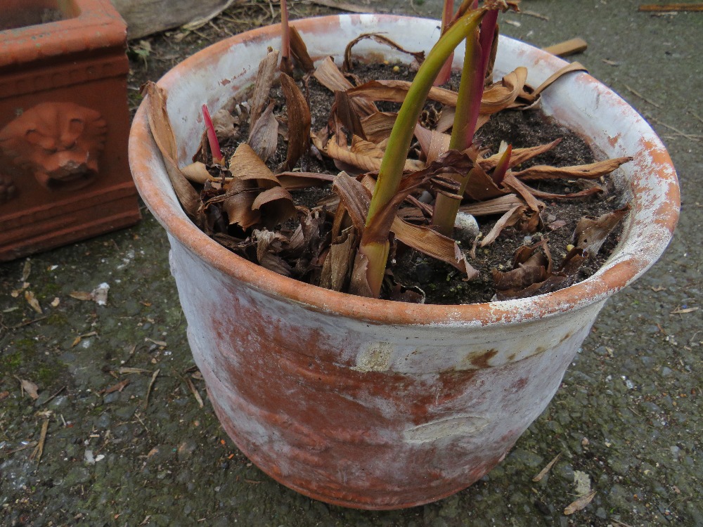 FOUR TERRACOTTA GARDEN PLANTERS - Image 5 of 6