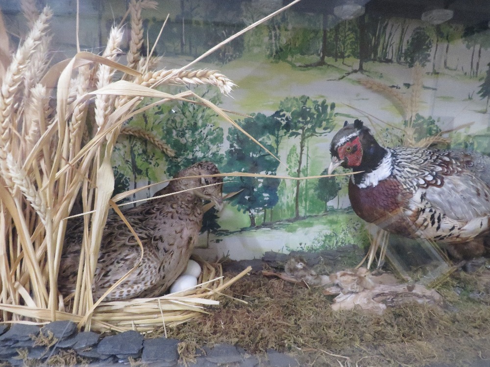 A LARGE CASED TAXIDERMY STUDY OF TWO PHEASANTS WITH CHICKS IN NATURALISTIC SETTING - CASE W 123 CM - Bild 2 aus 6