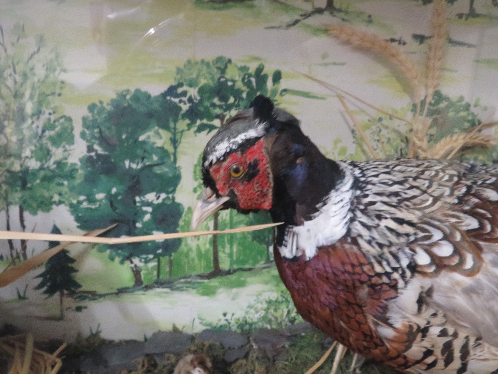 A LARGE CASED TAXIDERMY STUDY OF TWO PHEASANTS WITH CHICKS IN NATURALISTIC SETTING - CASE W 123 CM - Bild 4 aus 6