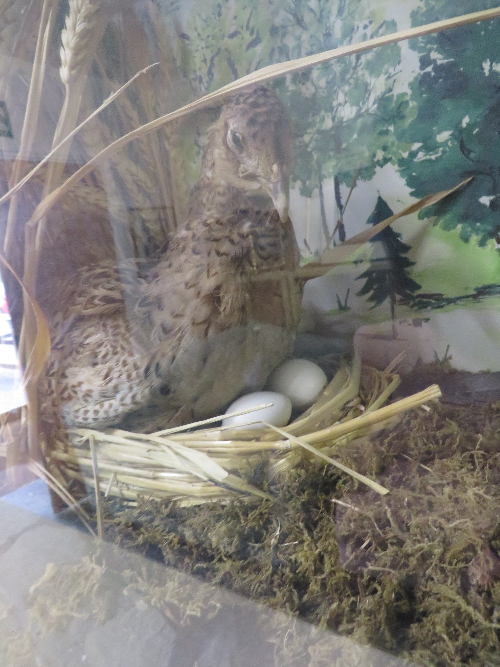 A LARGE CASED TAXIDERMY STUDY OF TWO PHEASANTS WITH CHICKS IN NATURALISTIC SETTING - CASE W 123 CM - Image 6 of 6