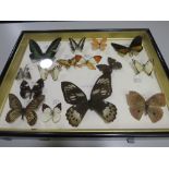 A FRAMED AND GLAZED TAXIDERMY BUTTERFLY DISPLAY