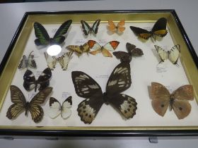 A FRAMED AND GLAZED TAXIDERMY BUTTERFLY DISPLAY