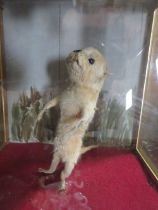 AN UNUSUAL TAXIDERMY STUDY OF A TWIN HEADED MAMMAL IN A GLASS PANEL WOODEN CASE