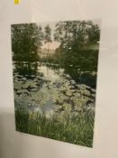 Graham Evernden - Water Lillies - A signed etching No 104/200