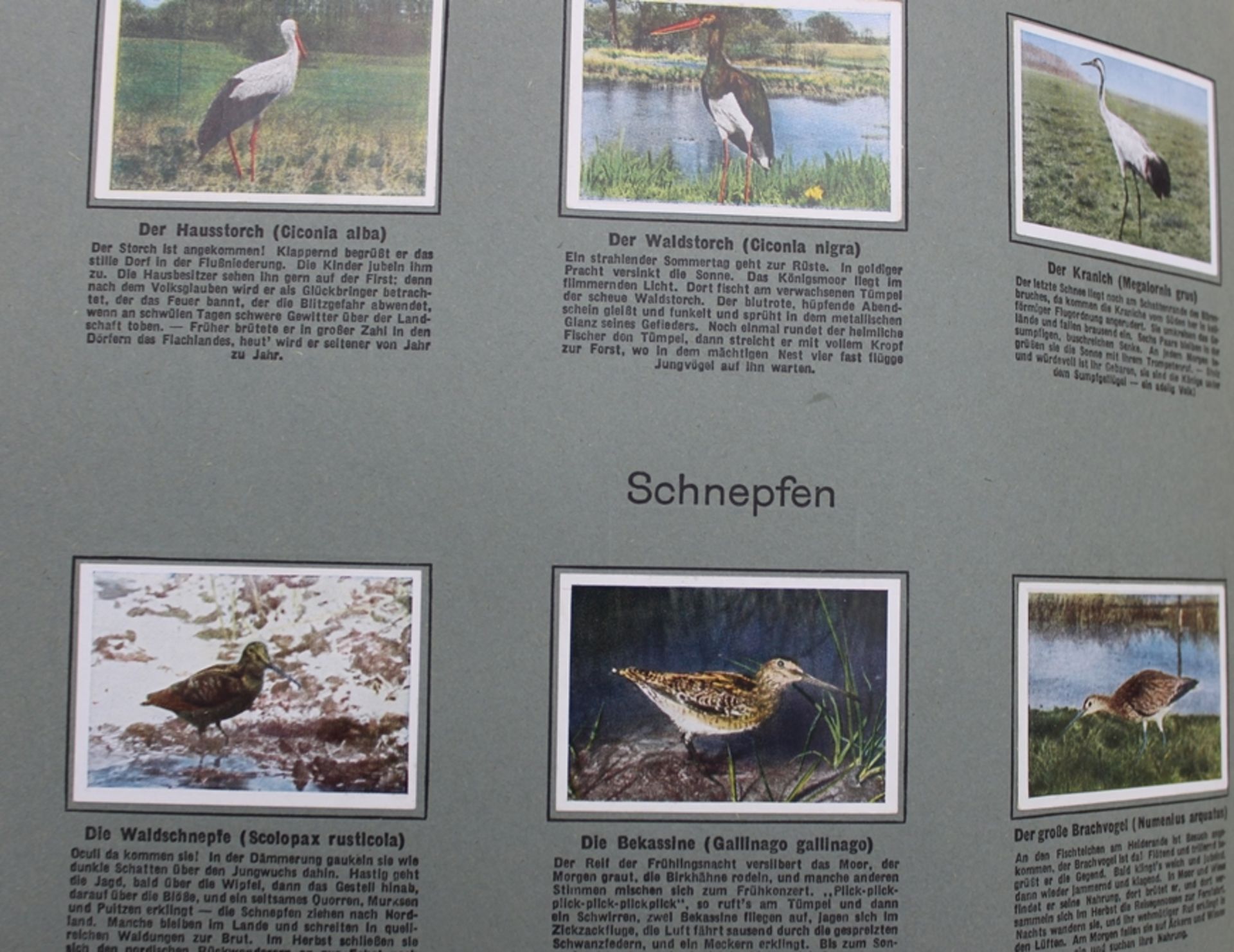 3x div. Sammelalben, Die Welt in Bildern, Aus Deutschlands Vogelwelt, Bilder deutscher Geschichte,  - Bild 2 aus 4