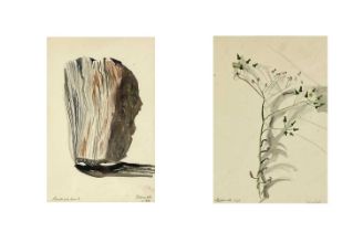 Isobel Atterbury HEATH (c.1909-1989) 'Rock Portrait' and 'Groundsel