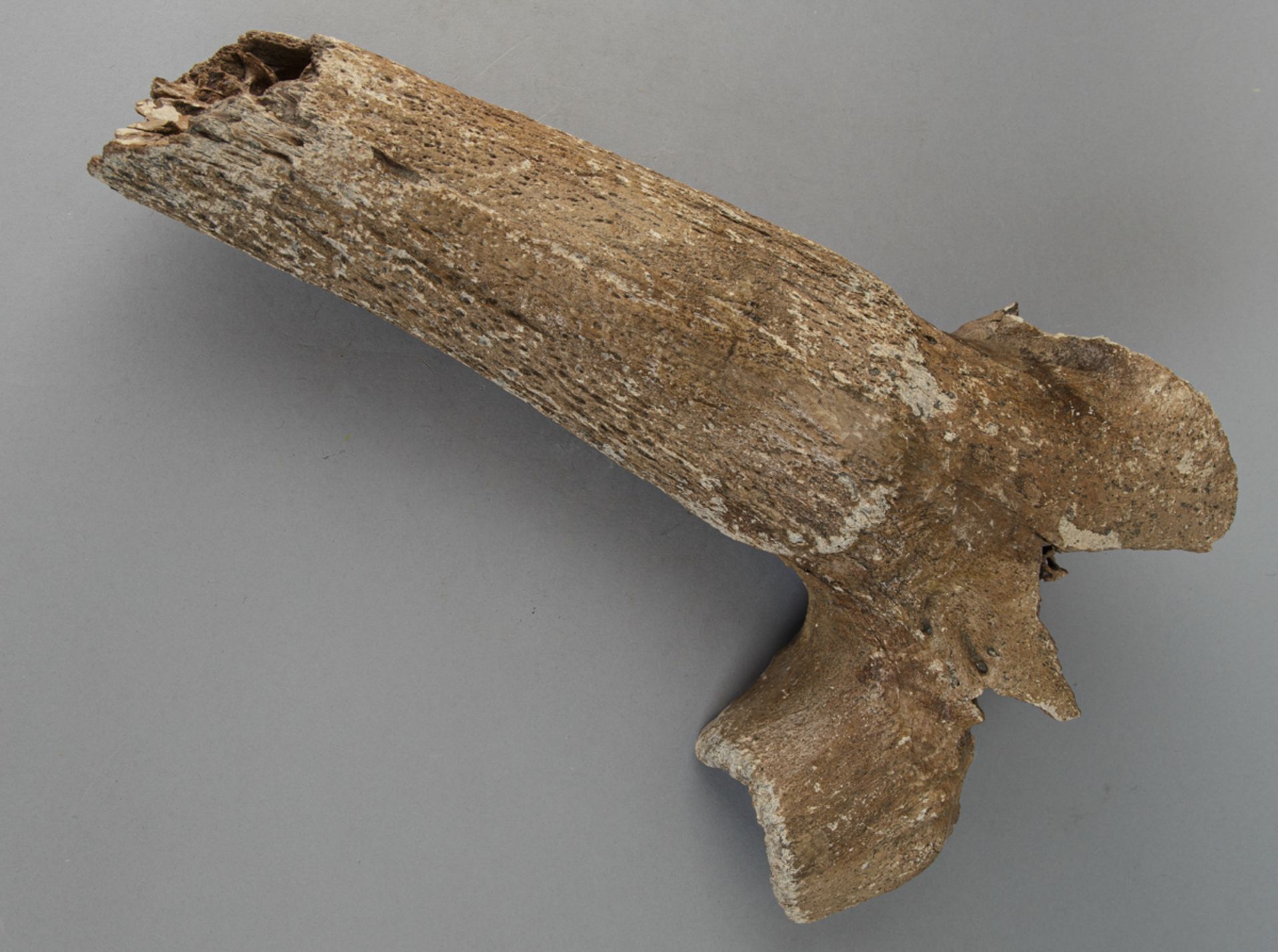 Fossile Horngrube, wohl eines Steppenbisons (Bison Priscus) - Bild 5 aus 5