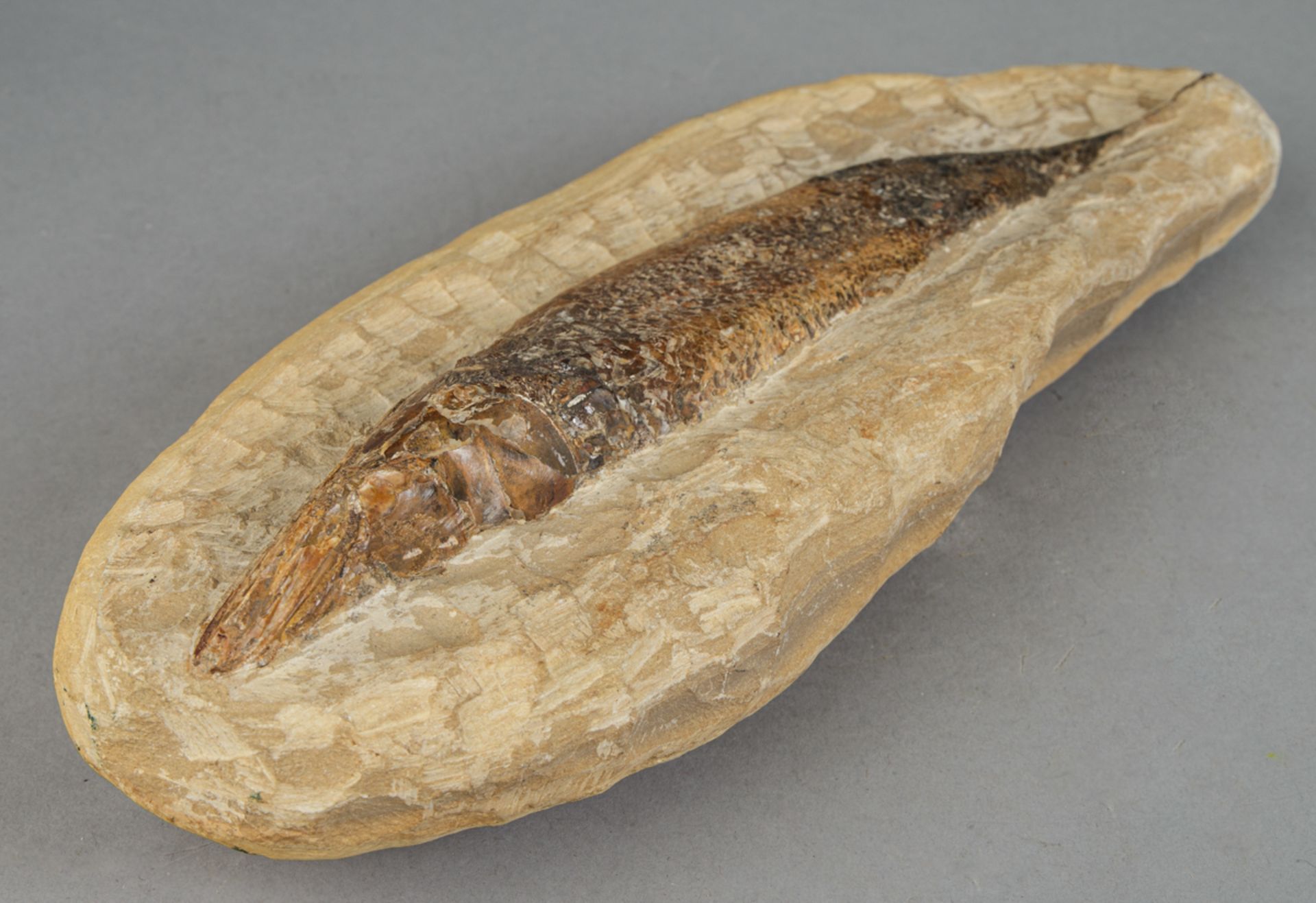 Fossiler Knochenfisch 'Rhacolepis' - Bild 4 aus 4