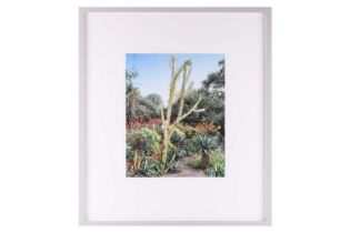 Scott McFarland (b.1975) Canadian, Euphorbia ingens, limited edition 3/3, Inkjet type print, image