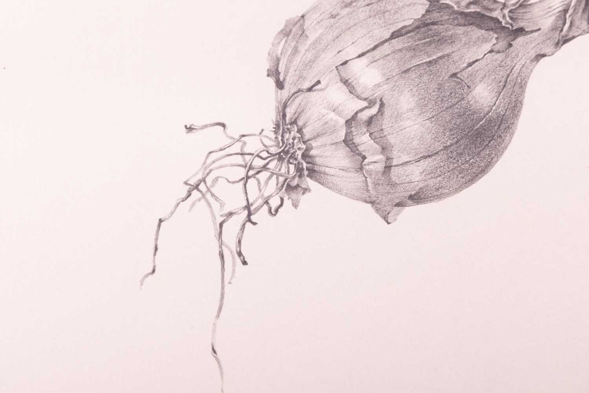 Ricardo Cinalli (Argentine b.1948), 'Study of an onion', signed 'R. Cinalli' and dated '76 in pencil - Image 5 of 5