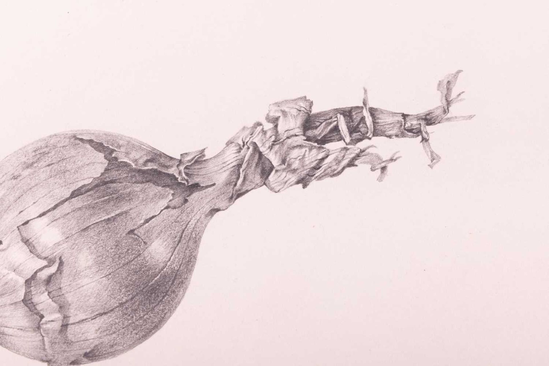 Ricardo Cinalli (Argentine b.1948), 'Study of an onion', signed 'R. Cinalli' and dated '76 in pencil - Image 3 of 5