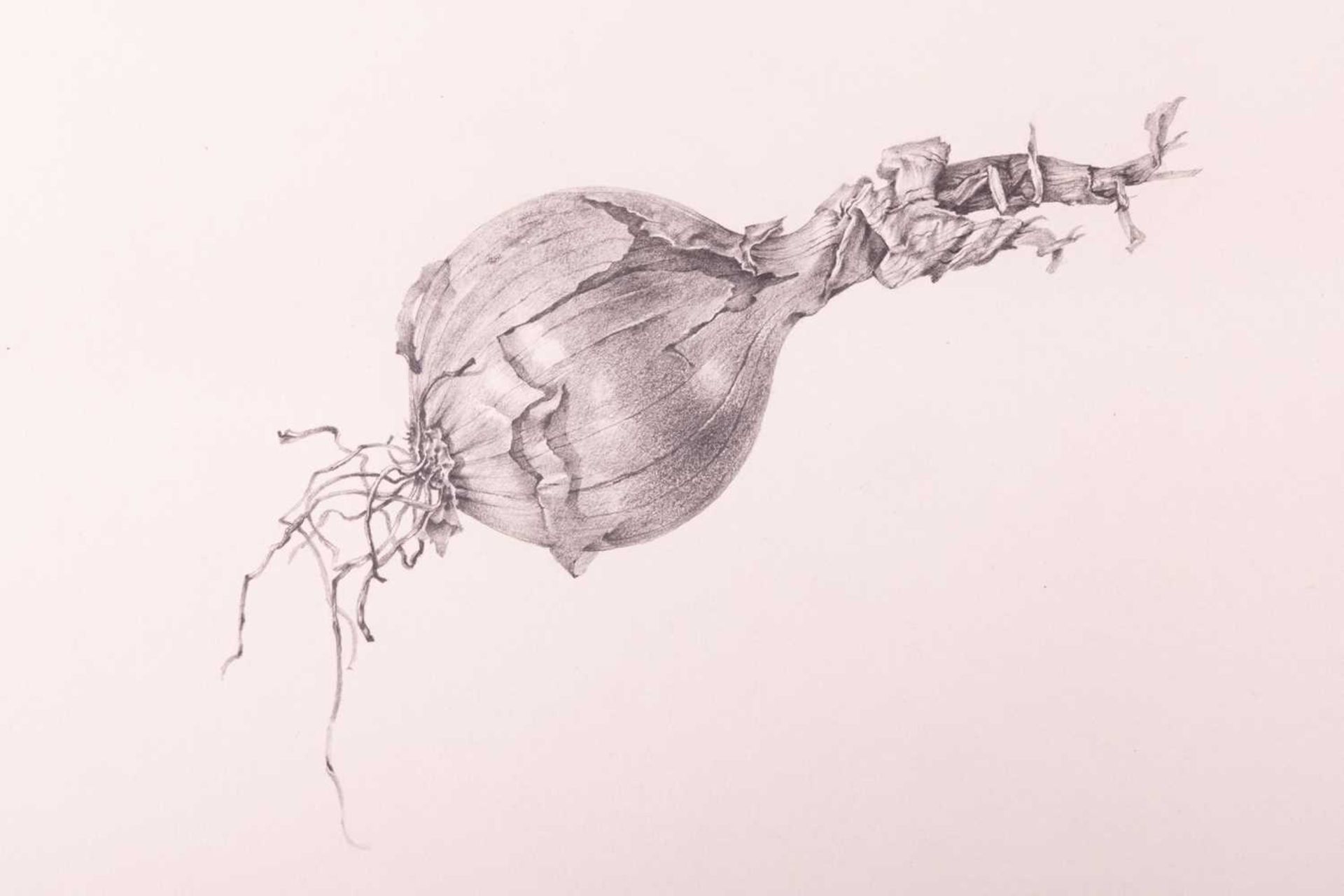 Ricardo Cinalli (Argentine b.1948), 'Study of an onion', signed 'R. Cinalli' and dated '76 in pencil - Image 2 of 5